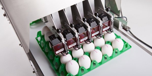 Egg Printing Systems 