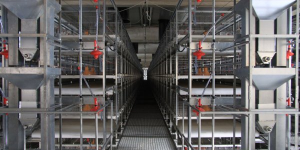 Broplus Çekmeceli Broiler Kafes Sistemi